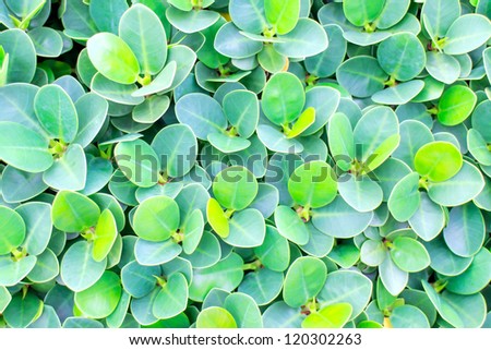 Texture background of green rounded leaves garden trees.