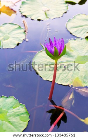 Summer river with floating purple water lily.