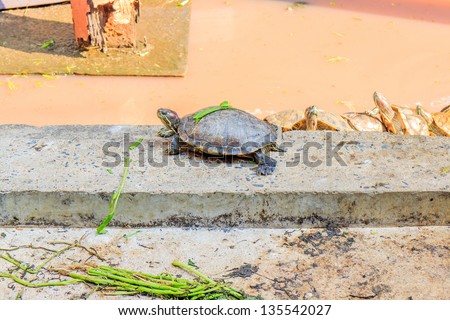 Freshwater turtles that live together as a family.