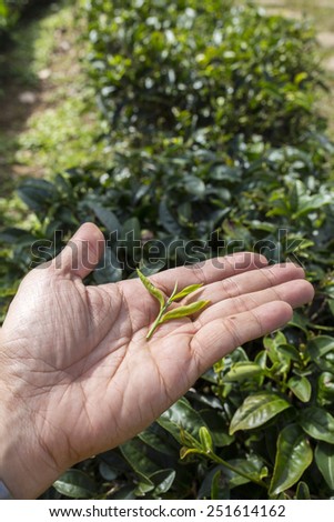 Fresh tea leaves in hand  over tea bushes on plantation  over tea bushes on plantation