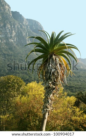 Palm at Kirstenbosch National Botanical Garden, Cape Town, South Africa