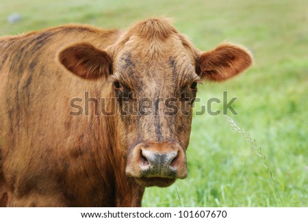 Female brindle-colored cow in field, close up of face and should