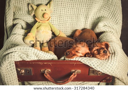 sleeping puppies in a vintage suitcase