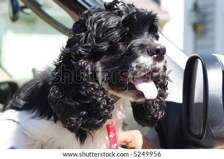 Dog with head outside of truck window