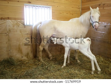 Baby White Horse
