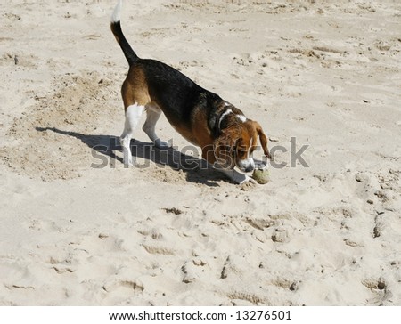 Beagle Playing