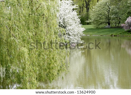 weeping willow tree clip art. stock photo : Weeping willow