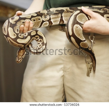 Boa constrictor held by zoo keeper