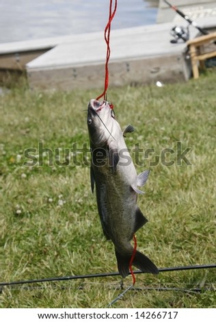 Side view of a cat fish on a stringer