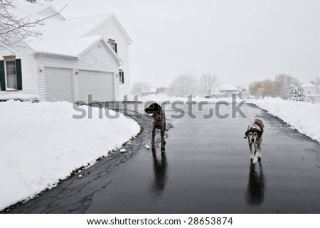 Two german short hair dogs on driveway