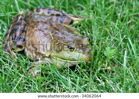 Large frog sitting in grass