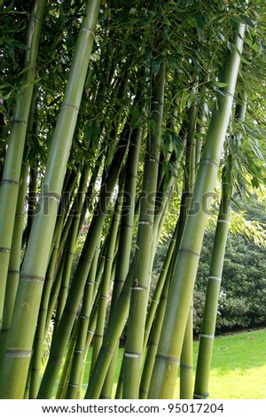 large garden with variegated bamboo plant