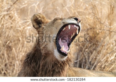 Lion with mouth open yawning.