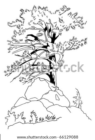 Coniferous Tree Drawing