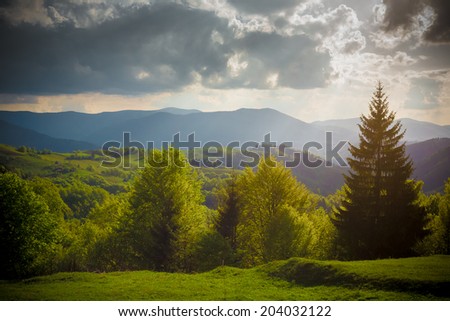 Evening forest in the mountains in summer and sunset in Carpatian mountains