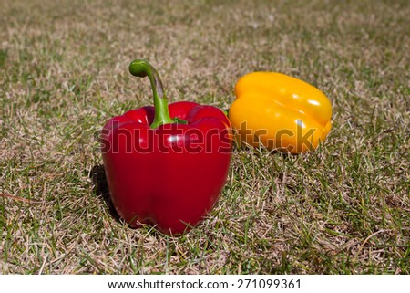 vegetables peppers on grass on a sunny day
