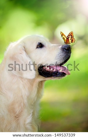 Golden retriever dog with butterfly