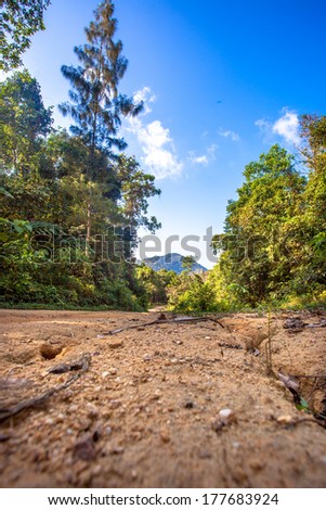 Path leads into the trees in jungle forest on island