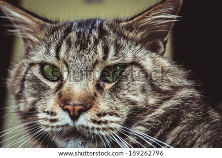 Closeup portrait of Maine Coon black tabby cat with green eye. Macro shoot