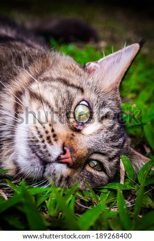 Maine Coon black tabby cat with green eye lying on grass