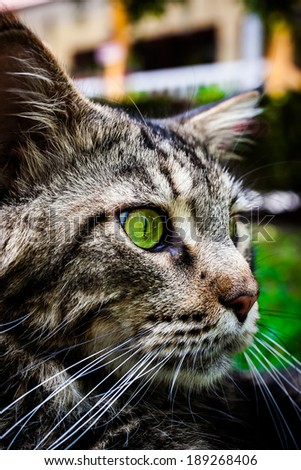 Closeup portrait of Maine Coon black tabby cat with green eye. Macro