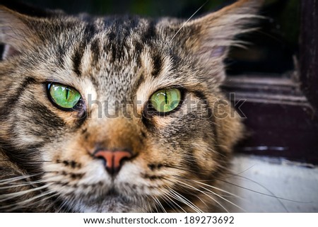 Closeup of Maine Coon black tabby cat with green eyes. Macro