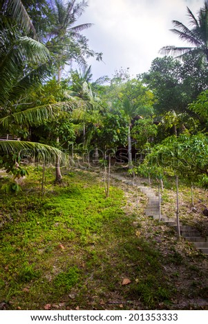 Path with palms in jungle forest. Thailand Koh Phangan