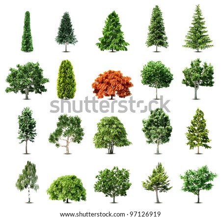 photos of trees