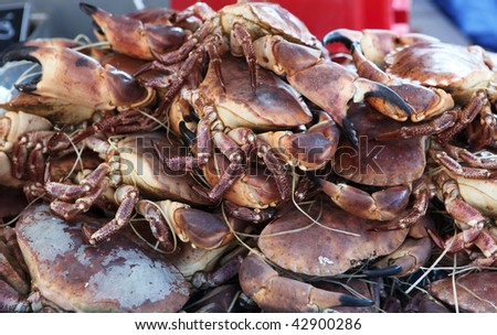 Crabs in march? des Lices, Rennes, the biggest retail market in France- seafood background