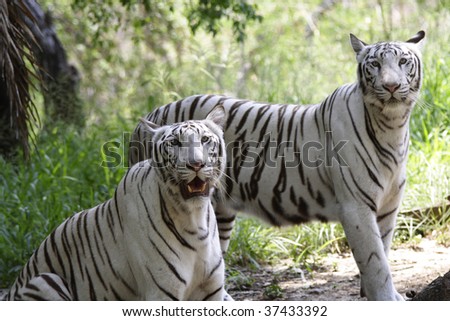 Indian Royal Bengal Tigers