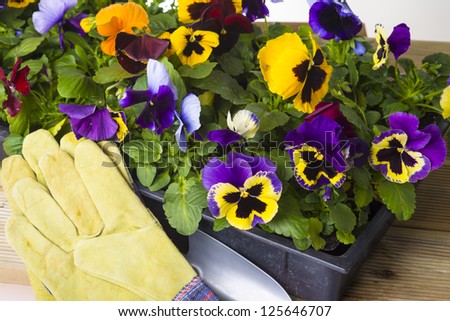 colorful flower box with gloves