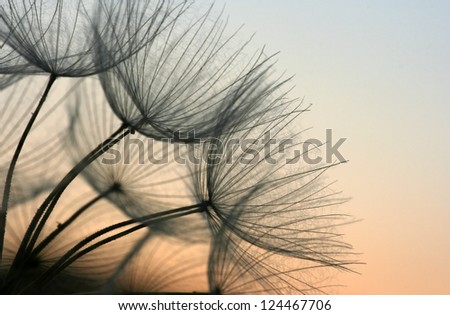 Close up of a dandelion in the evening sky