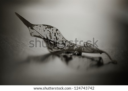 fragile leaf for a condolence card
