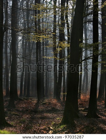 Beech forest in the morning light