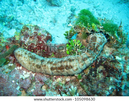 under sea coral marine life image background deep ocean