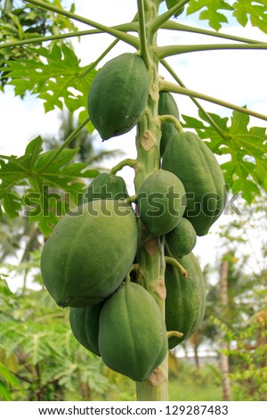 papaya tree has fresh green papaya, several children in the same tree.