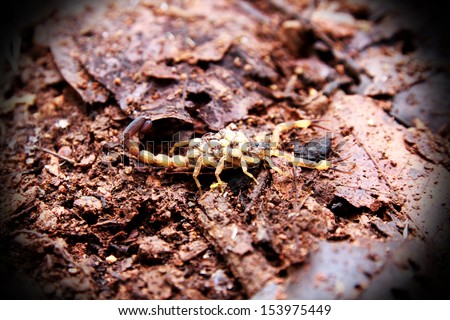 Asian giant forest scorpion (Heterometrus laoticus) isolated