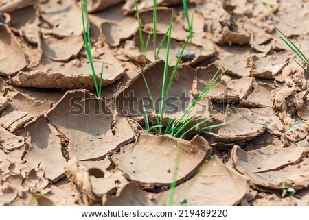 Plant struggling for life at drought land