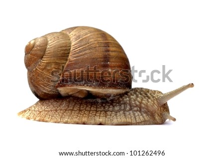 Snail Helix