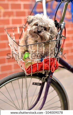dog in a bike basket.