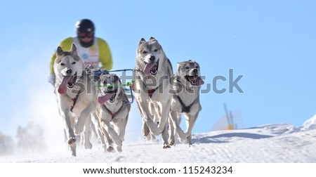 musher hiding behind sleigh at sled dog race on snow in winter