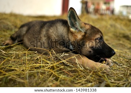 German shepherd puppy relaxing on a warm summer day