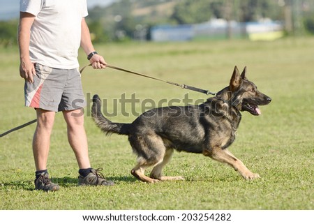 training of a police dog