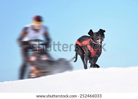 Sledge dogs in speed racing