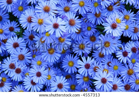 valentine blue flowers