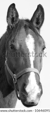 Horse portrait. background