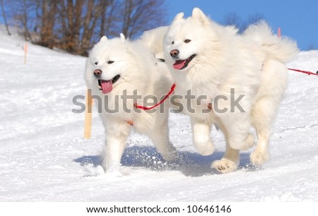 Moment caught on photos - dog sled