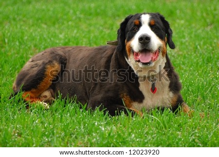 Beautiful dog portrait. Bernese Mountain Dog