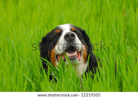 Beautiful dog portrait. Bernese Mountain Dog on perfect green grass background