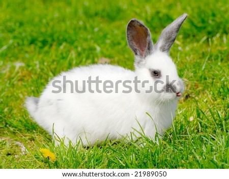 cute easter bunnies and chicks. stock photo : Very Cute Easter
